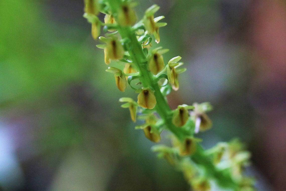 crossoglossa cf sotoana Found at approx 1,850 metres on Cerro Montezuma Cerro Montezuma,Crossoglossa cf sotoana,Crossoglossa sotoana,Tatama National Park