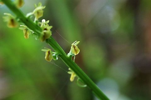 crossoglossa cf sotoana side on Crossoglossa cf sotoana - another great orchid from Cerro Montezuma - this at about 1,850 metres Cerro Montezuma,Crossoglossa cf sotoana,Crossoglossa sotoana,Tatama National Park