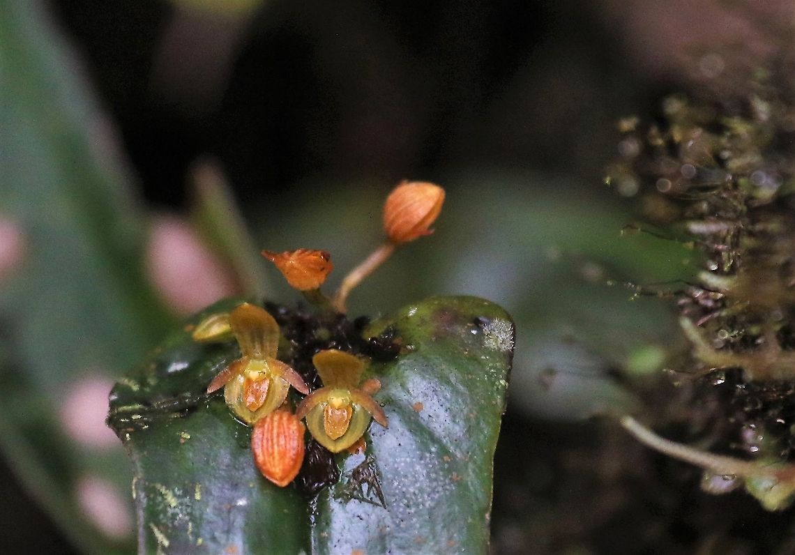 Pleurothallis cordata Another Pleurothallis from this species on Cerro Montezuma showing all stages of the flowering Cerro Montezuma,Pleurothallis cordata,Tatama National Park