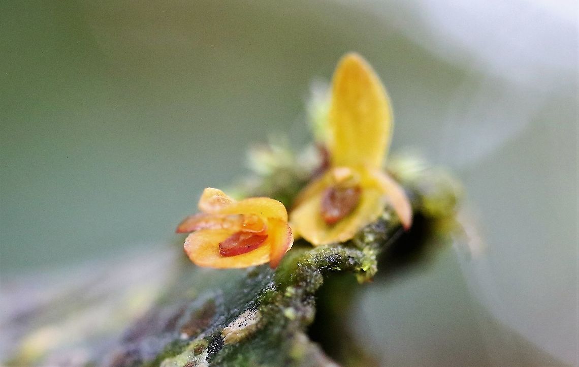 Pleurothallis cordata 2a Another one of the yellow form of this Pleurothallis from Cerro Montezuma Cerro Montezuma,Pleurothallis cordata,Tatama National Park