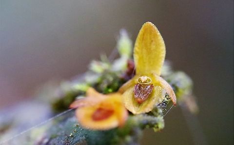 Pleurothallis_cordata_2 The 2nd shot of this yellow Pleurothallis on Cerro Montezuma Cerro Montezuma,Pleurothallis cordata,Tatama National Park