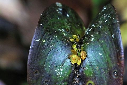 Pleurothallis cordata 4 Another yellow flowered plant from this species on Cerro Montezuma Cerro Montezuma,Pleurothallis cordata,Tatama National Park