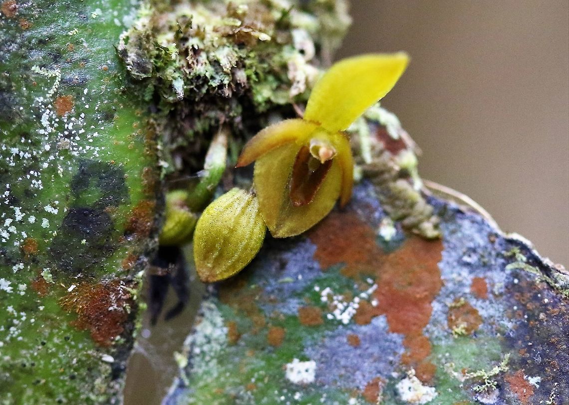 Pleurothallis cordata 3 One of several small Pleurothallis, yellow or orange found on Cerro Montezuma Cerro Montezuma,Pleurothallis cordata,Tatama National Park