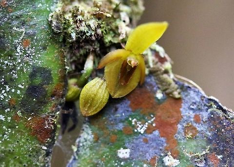 Pleurothallis cordata 3 One of several small Pleurothallis, yellow or orange found on Cerro Montezuma Cerro Montezuma,Pleurothallis cordata,Tatama National Park