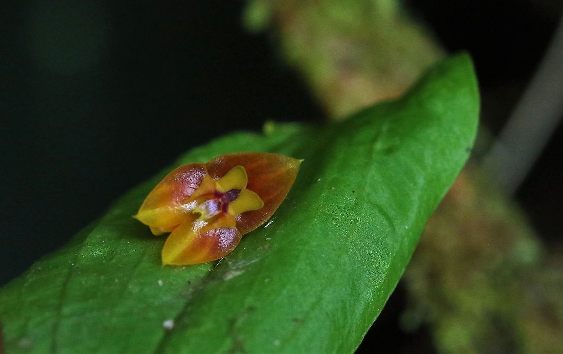 Lepanthes furcata Cerro Montezuma Another Lepanthes found on Cerro Montezuma at approximately 2,200 metres Cerro Montezuma,Lepanthes furcata,Tatama National Park