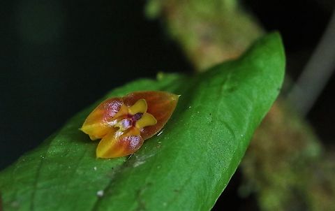 Lepanthes furcata Cerro Montezuma Another Lepanthes found on Cerro Montezuma at approximately 2,200 metres Cerro Montezuma,Lepanthes furcata,Tatama National Park