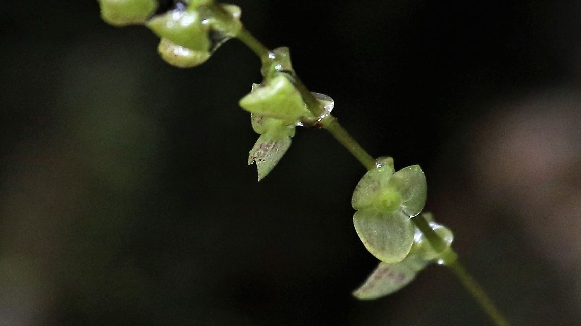Stelis sp close up A very delicate Stelis from Cerro Montezuma Cerro Montezuma,Stelis sp,Tatama National Park