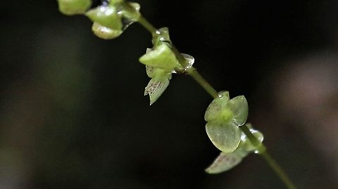 Stelis sp close up A very delicate Stelis from Cerro Montezuma Cerro Montezuma,Stelis sp,Tatama National Park