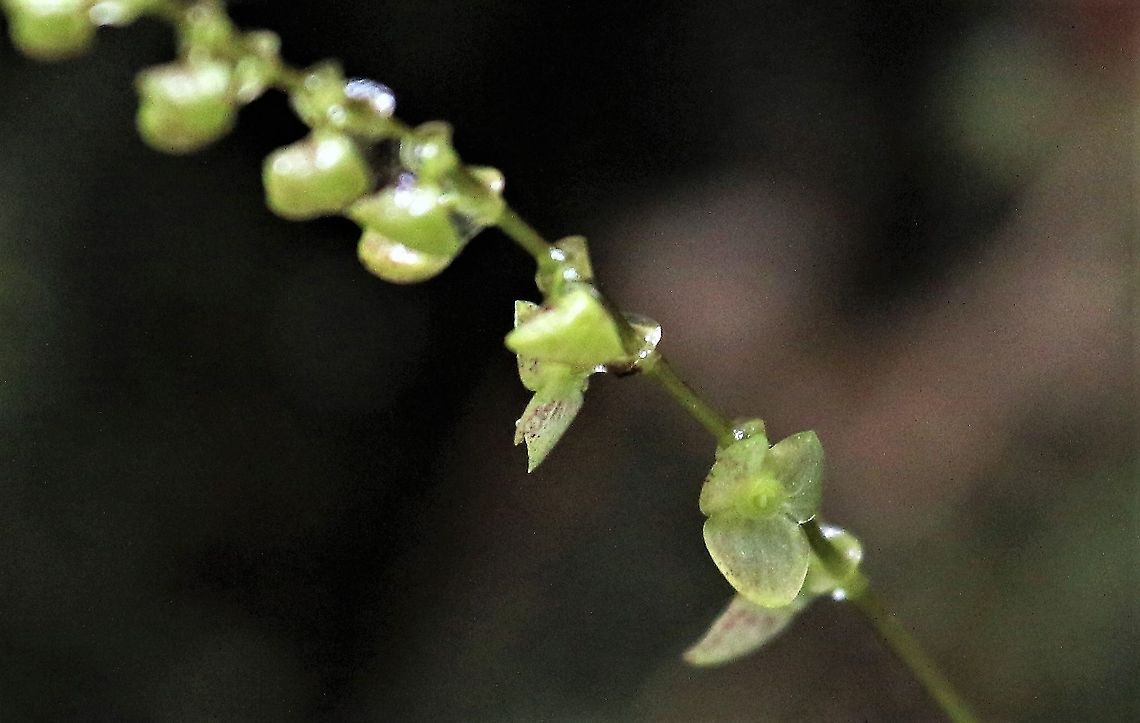 Stelis sp Delicate Stelis from Cerro Montezuma Cerro Montezuma,Stelis sp,Tatama National Park