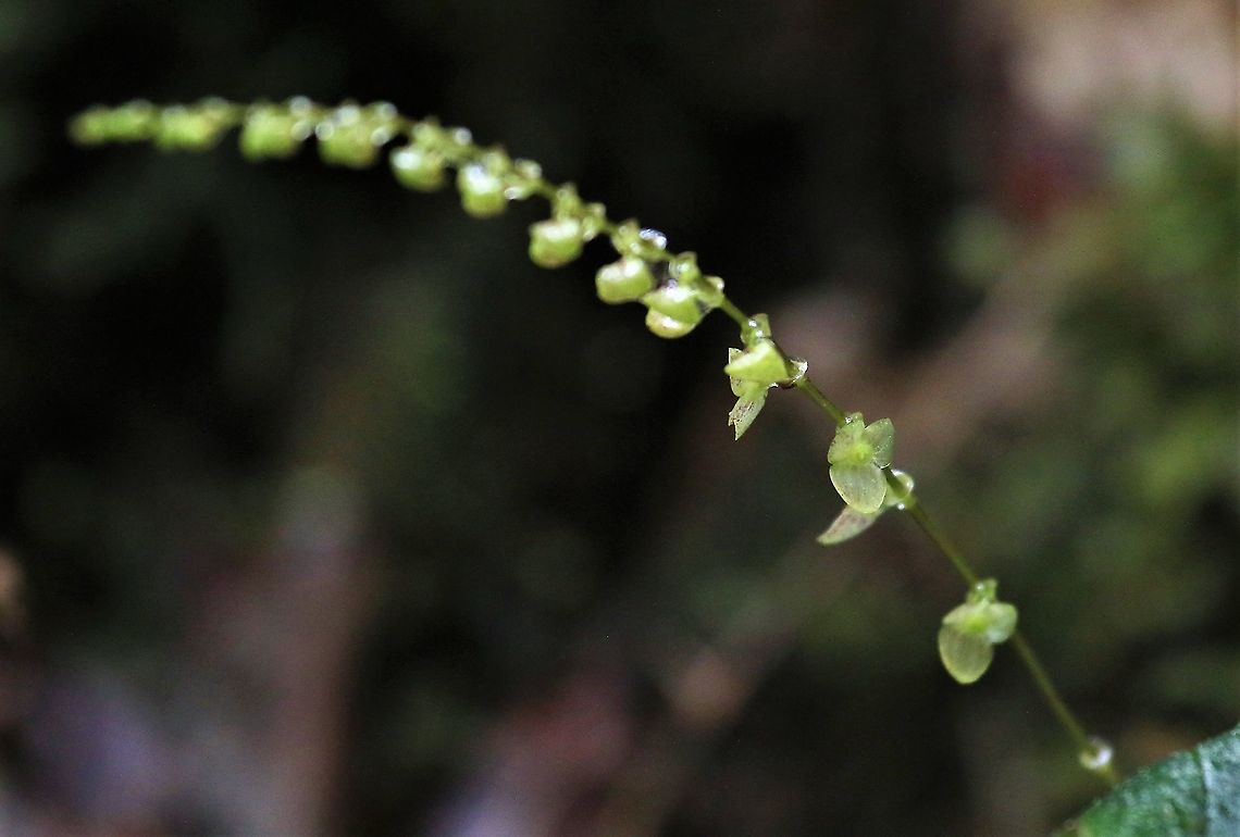 Stelis sp full length A Stelis on Cerro Montezuma Cerro Montezuma,Stelis sp,Tatama National Park