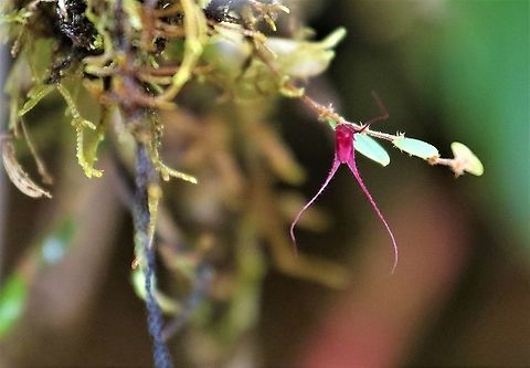 Trichosalpinx chamaelepanthes