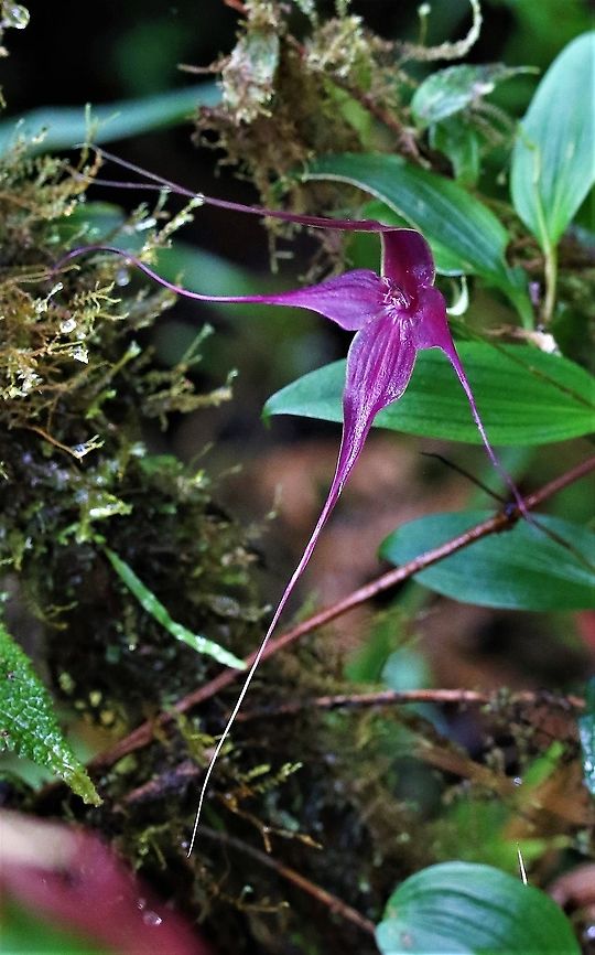 Brachionidium imperiale full flower This rich maroon/purple orchid found on Cerro Montezuma between 2,000 and 2,500 metres Brachionidium imperiale,Cerro Montezuma,Imperial Brachionidium,Tatama National Park