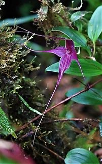Brachionidium imperiale full flower This rich maroon/purple orchid found on Cerro Montezuma between 2,000 and 2,500 metres Brachionidium imperiale,Cerro Montezuma,Imperial Brachionidium,Tatama National Park