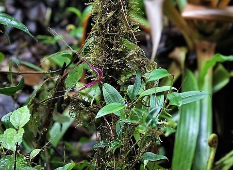 Brachionidium imperiale at distance, full plant Wispy maroon/purple orchid found on Cerro Montezuma, Well named "imperial" Brachionidium imperiale,Cerro Montezuma,Imperial Brachionidium,Tatama National Park