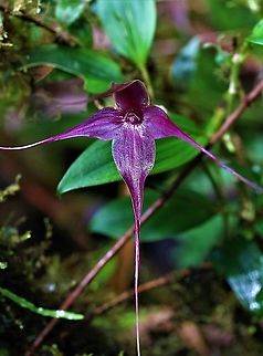 Brachionidium imperiale Cerro Montezuma Maroon/purple Brachionidium found at 2,000-2,500 metres on Cerro Montezuma Brachionidium imperiale,Cerro Montezuma,Imperial Brachionidium,Tatama National Park