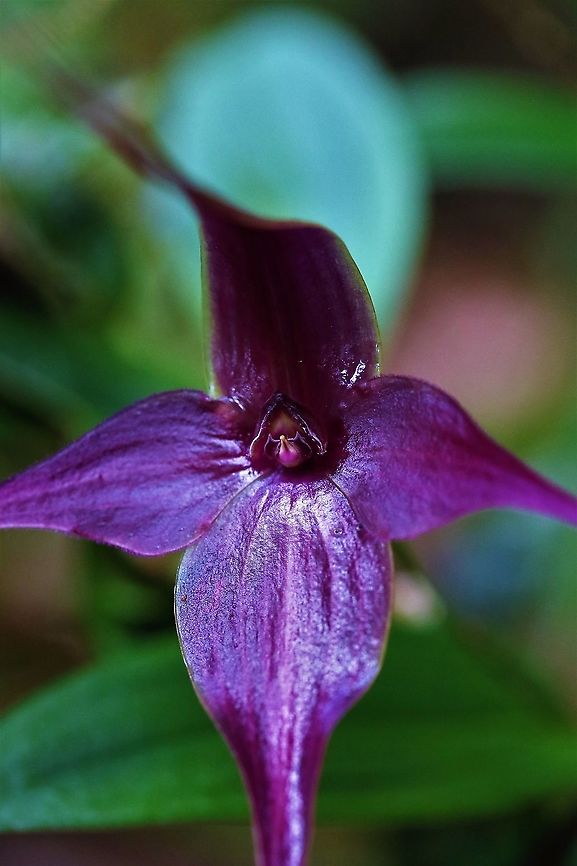 Brachionidium imperiale This maroon/purple Brachionidium found at 2,000-2,500 metres on Cerro Montezuma in Tatama National Park Brachionidium imperiale,Cerro Montezuma,Imperial Brachionidium,Tatama National Park