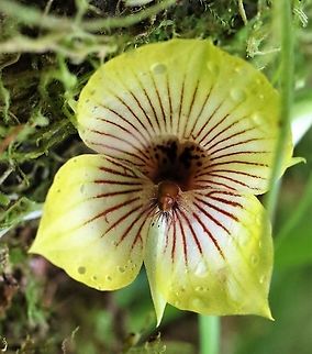 Telipogon andicola Close up of this beautiful canary yellow Telipogon found above 2,000 metres on Cerro Montezuma Cerro Montezuma,Tatama National Park,Telipogon andicola