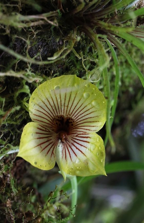Telipogon andicola 2 Canary yellow Telipogon found on Cerro Montezuma above 2,000 metres Cerro Montezuma,Tatama National Park,Telipogon andicola