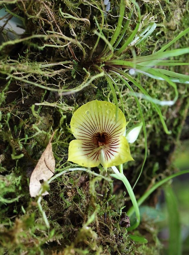 Telipogon andicola Cerro Montezuma Canary yellow flowered epiphytic orchid plant growing above 2,000 metres on Cerro Montezuma Cerro Montezuma,Tatama National Park,Telipogon andicola