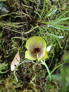 Telipogon andicola Cerro Montezuma Canary yellow flowered epiphytic orchid plant growing above 2,000 metres on Cerro Montezuma Cerro Montezuma,Tatama National Park,Telipogon andicola