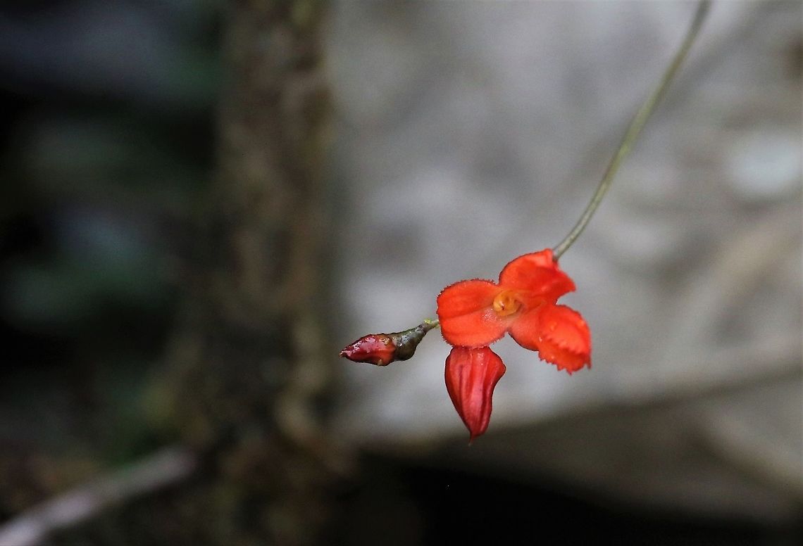 Porroglossum eduardii Almost orange Porroglossum found above 2,000 metres on Cerro Montezuma, Tatama NP Cerro Montezuma,Eduard's Porroglossum,Porroglossum eduardii,Tatama National Park
