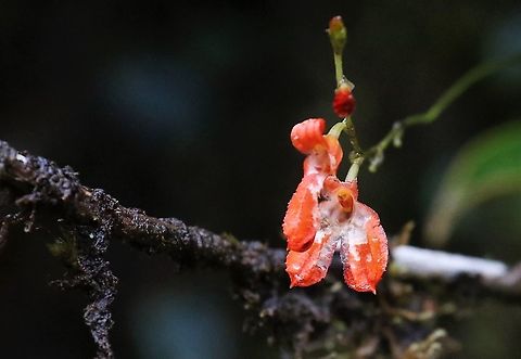 Porroglossum eduardii Cerro Montezuma Orangey orchid (Porroglossum) found on Cerro Montezuma above 2,000 metres Cerro Montezuma,Eduard's Porroglossum,Porroglossum eduardii,Tatama National Park
