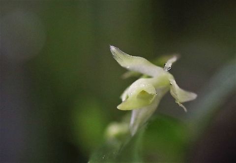 Epidendrum elleanthoides closer This small white Epidendrum found on Cerro Montezuma above the 2,000 metre contour line near to 2,500 metres in the Tatama National Park Cerro Montezuma,Epidendrum elleanthoides,Tatama National Park
