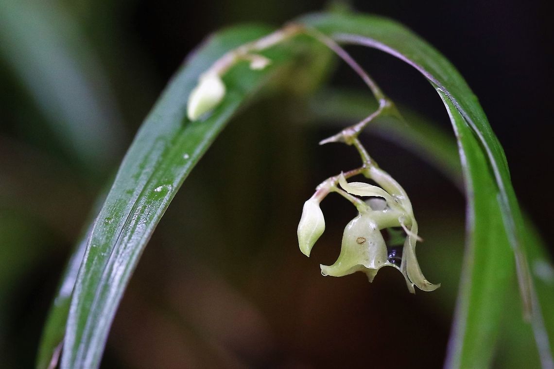 Epidendrum elleanthoides Another Epidendrum from Cerro Montezuma, a beautiful small white orchid found above the 2,000 metre contour Cerro Montezuma,Epidendrum elleanthoides,Tatama National Park