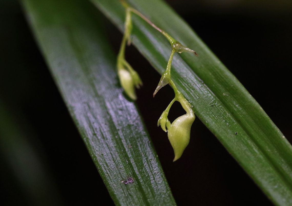 Epidendrum elleanthoides Cerro Montezuma This small white Epidendrum found on Cerro Montezuma near the 2,500 metres contour line in the Tatama National Park Cerro Montezuma,Epidendrum elleanthoides,Tatama National Park
