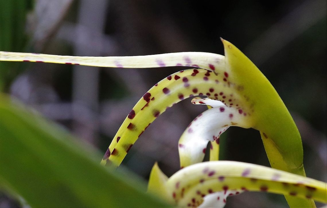 Maxillaria speciosa from side Seek out this beautiful, yellow &amp; maroon orchid with a wonderful scent, here found on Cerro Montezuma - this one about 2,500 metres - Maxillaria speciosa Cerro Montezuma,Maxillaria speciosa,Tatama National Park