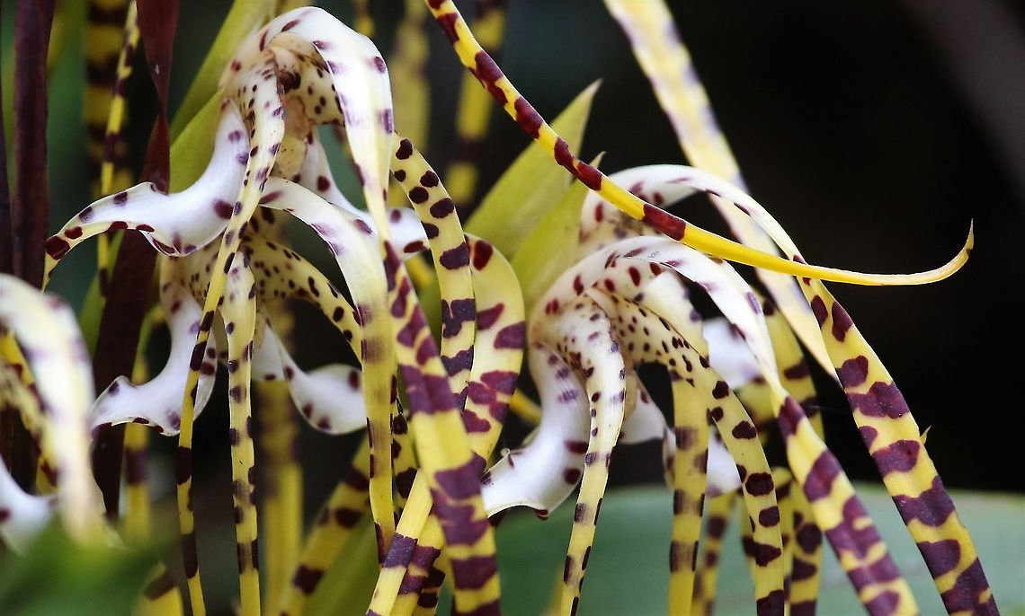 Maxillaria speciosa Cerro Montezuma This yellow &amp; maroon orchid with a wonderful scent found on Cerro Montezuma, a tangle of blooms - very showy - Maxillaria speciosa Cerro Montezuma,Maxillaria speciosa,Tatama National Park