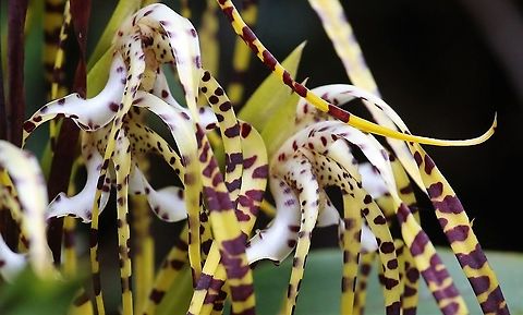 Maxillaria speciosa Cerro Montezuma This yellow & maroon orchid with a wonderful scent found on Cerro Montezuma, a tangle of blooms - very showy - Maxillaria speciosa Cerro Montezuma,Maxillaria speciosa,Tatama National Park