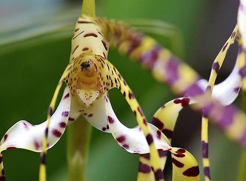 Maxillaria speciosa close up With a heady scent this colourful, yellow & maroon orchid found on Cerro Montezuma - this one above 2,000 metres - Maxillaria speciosa - A real gem  Cerro Montezuma,Maxillaria speciosa,Tatama National Park