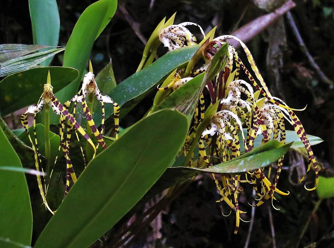 Maxillaria speciosa This beautiful, colourful yellow &amp; maroon orchid with a wonderful scent found on Cerro Montezuma - this above 2,000 metres - Maxillaria speciosa Cerro Montezuma,Maxillaria speciosa,Tatama National Park