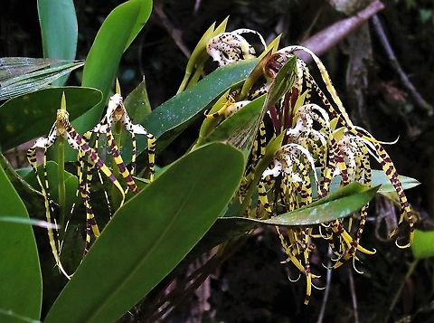 Maxillaria speciosa This beautiful, colourful yellow & maroon orchid with a wonderful scent found on Cerro Montezuma - this above 2,000 metres - Maxillaria speciosa Cerro Montezuma,Maxillaria speciosa,Tatama National Park