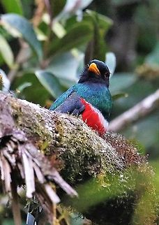 Trogon personatus finishing eating beetle Masked Trogon finishing a meal low down in the canopy of the cloud forest on Cerro Montezuma Cerro Montezuma,Masked trogon,Tatama National Park,Trogon personatus