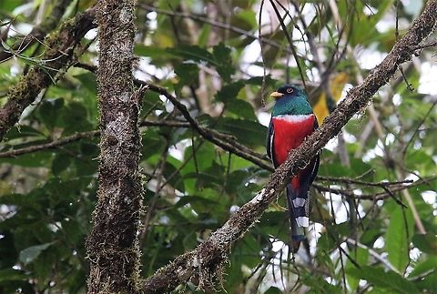 Trogon personatus Masked Trogon (male) on Cerro Montezuma - wonderful pose in the cloud forest about 2,300 metres Cerro Montezuma,Masked trogon,Tatama National Park,Trogon personatus