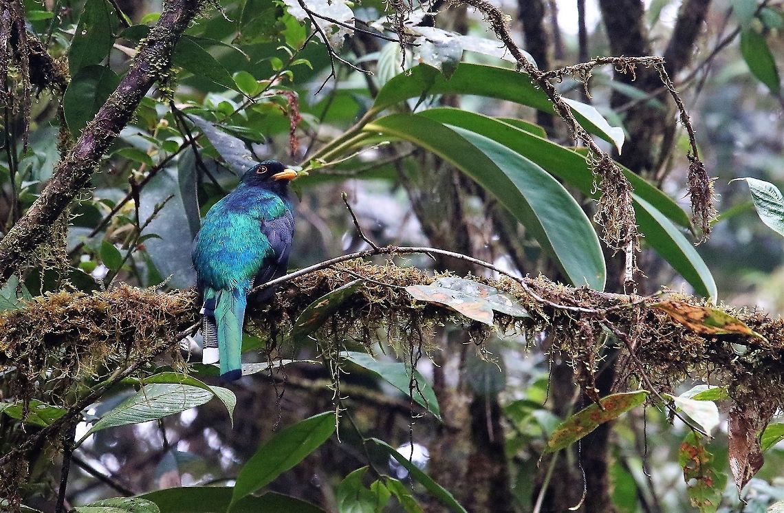 Trogon personatus Cerro Montezuma Masked Trogon in the Tatama national park on Cerro Montezuma - a very beautiful family of birds Cerro Montezuma,Masked trogon,Tatama National Park,Trogon personatus