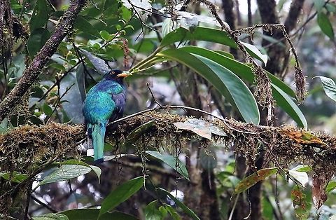 Trogon personatus Cerro Montezuma Masked Trogon in the Tatama national park on Cerro Montezuma - a very beautiful family of birds Cerro Montezuma,Masked trogon,Tatama National Park,Trogon personatus