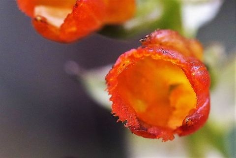 Elleanthus aurantiacus The Orange Elleanthus found on Cerro Montezuma grows from Nicaragua to Bolivia from 800 metres to 3,700 metres.  It was growing at about 2,500 metres here. Cerro Montezuma,Elleanthus aurantiacus,Orange elleanthus,Tatama National Park