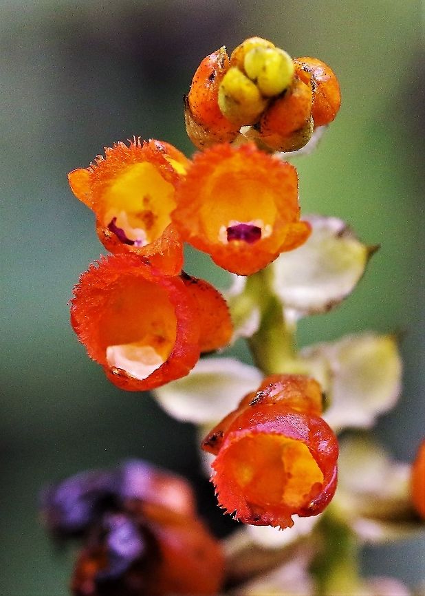 Elleanthus aurantiacus Cerro Montezuma The orange elleanthus, found across a fairly large area of tropical South &amp; Central America up to over 3,500 metres.  This one on Cerro Montezuma at about 2,500metres. Cerro Montezuma,Elleanthus aurantiacus,Orange elleanthus,Tatama National Park