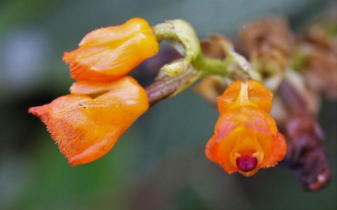 Elleanthus aurantiacus 2 The orange elleanthus found at 2,500 metres on Cerro Montezuma.  This plant has a wide geographic range within Central and South America and can grow within a large altitude range.  Cerro Montezuma,Elleanthus aurantiacus,Orange elleanthus,Tatama National Park