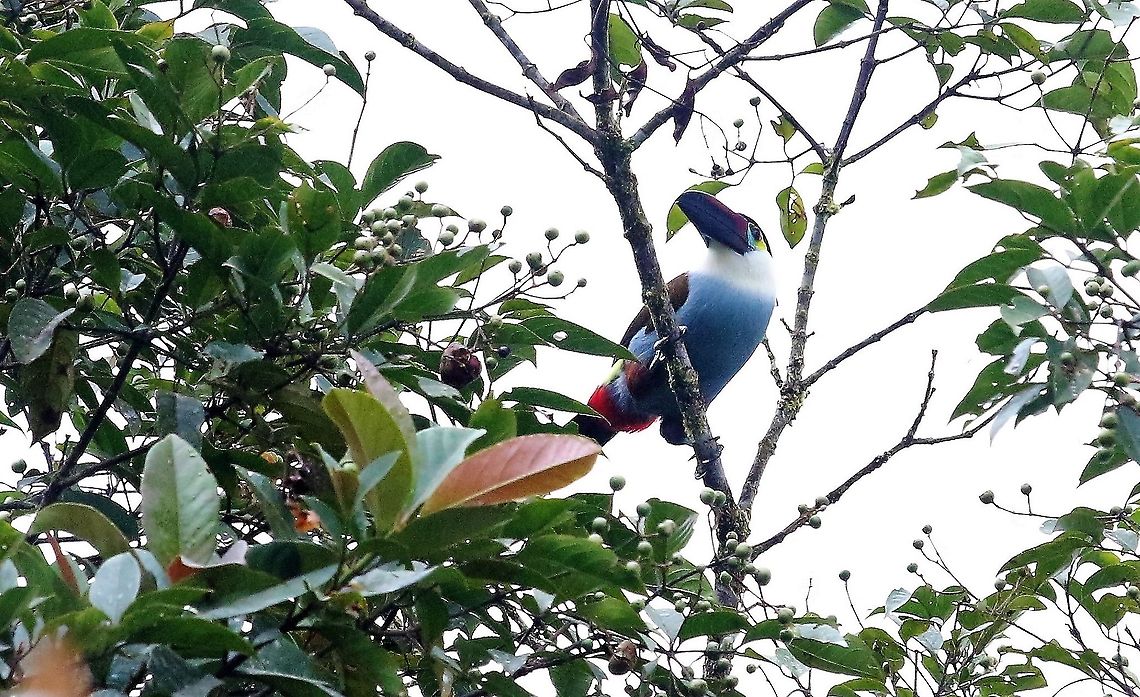 Black-billed_Mountain-toucan_Cerro_Montezuma Black-billed Mountain-toucan at about 2,500 metres on Cerro Montezuma  Andigena nigrirostris,Black-billed mountain toucan,Cerro Montezuma,Tatama National Park