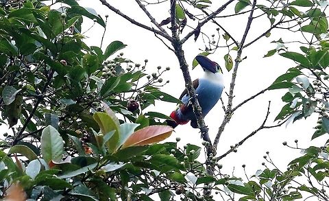 Black-billed_Mountain-toucan_Cerro_Montezuma Black-billed Mountain-toucan at about 2,500 metres on Cerro Montezuma  Andigena nigrirostris,Black-billed mountain toucan,Cerro Montezuma,Tatama National Park