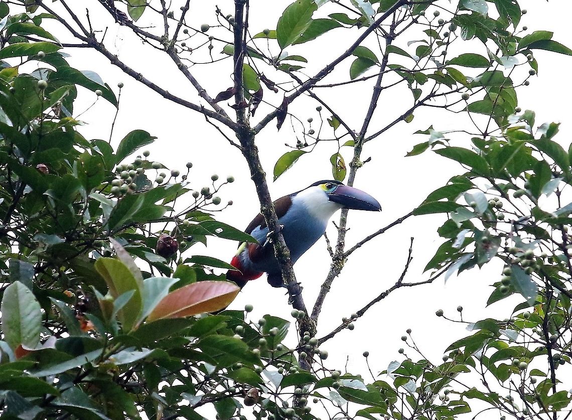 Black-billed Mountain-toucan This beautiful toucan found at about 2,500 metres on Cerro Montezuma Andigena nigrirostris,Black-billed mountain toucan,Cerro Montezuma,Tatama National Park