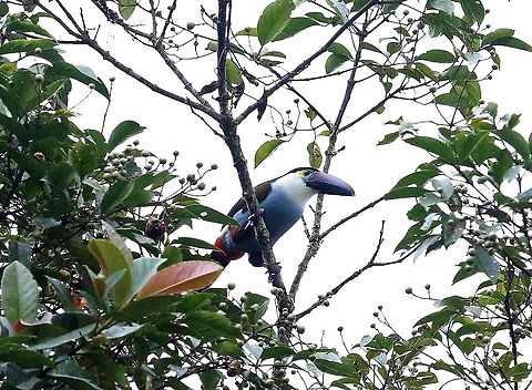 Black-billed Mountain-toucan This beautiful toucan found at about 2,500 metres on Cerro Montezuma Andigena nigrirostris,Black-billed mountain toucan,Cerro Montezuma,Tatama National Park