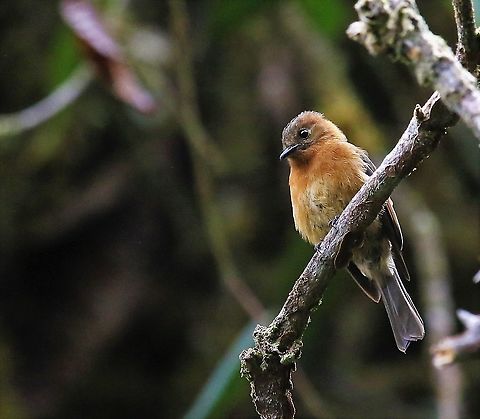 Cinnamon Flycatcher Cinnamon flycatcher seen on Cerro Montezuma Cerro Montezuma,Cinnamon flycatcher,Pyrrhomyias cinnamomeus,Tatama National Park