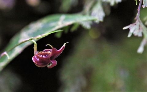 Scaphosepalum_odontochilum  Scaphosepalum odontochilum