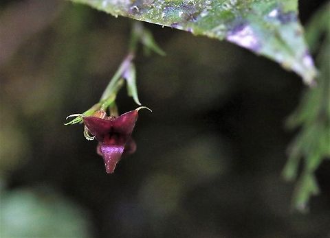 Scaphosepalum odontochilum