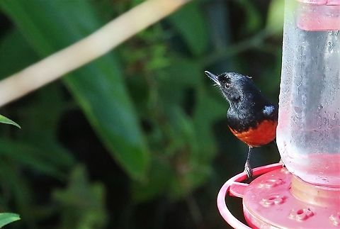 Chestnut-bellied flowerpiercer on feeder This colourful flowerpiercer, an endemic  living in a small range and classed as vulnerable, here on a feeder at the top of Cerro Montezuma. Cerro Montezuma,Chestnut-bellied flowerpiercer,Diglossa gloriosissima,Tatama National Park